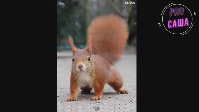 Развитие. Игры. ЖИВОТНЫЕ. Развивающие карточки. Мультики. Обучающие игры. Увлекательное обучение. смотреть онлайн