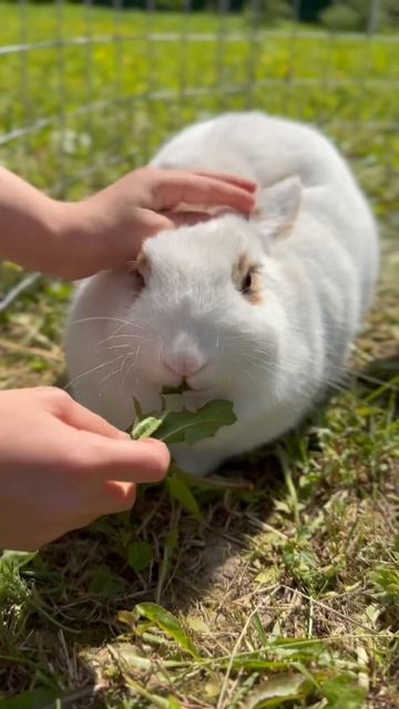 Кролик ест траву смотреть онлайн