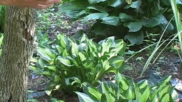 Hosta Garden Video Tours 4 смотреть онлайн