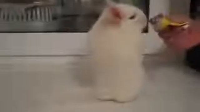 Приколы с животными, Шиншилла токсикоман, лучшие видео приколы !!!! смотреть онлайн