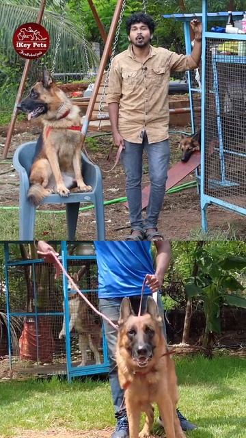 Dog Training Videos shorts shortvideo short dogtraining dogbite dog