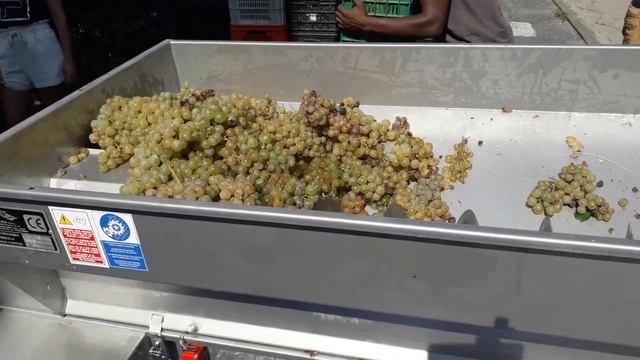 Vendemmia 2020 _ 3 Cantina смотреть онлайн