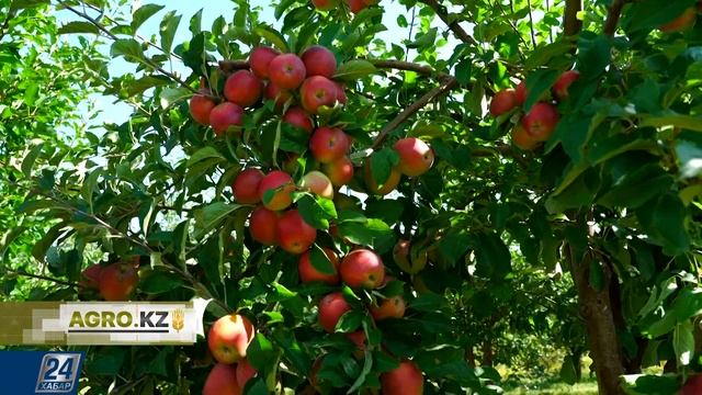 Agro.kz I Алма өсіру смотреть онлайн