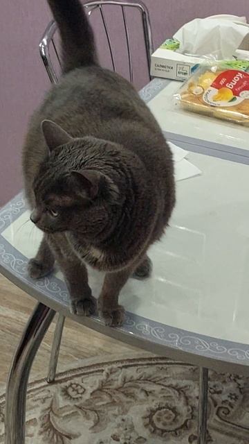 кошка на столе смотреть онлайн