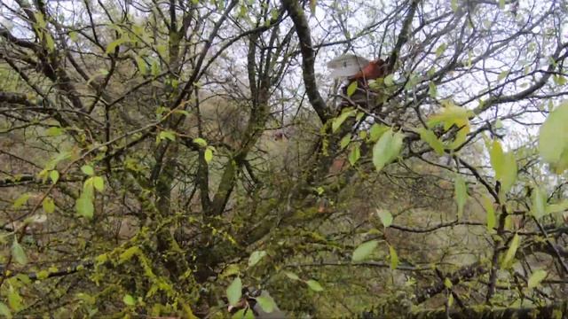 Бегущий фазан. Running Pheasant смотреть онлайн