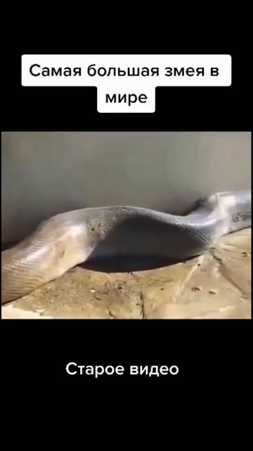 Самая большая змея в мире The largest snake in the world #shorts смотреть онлайн