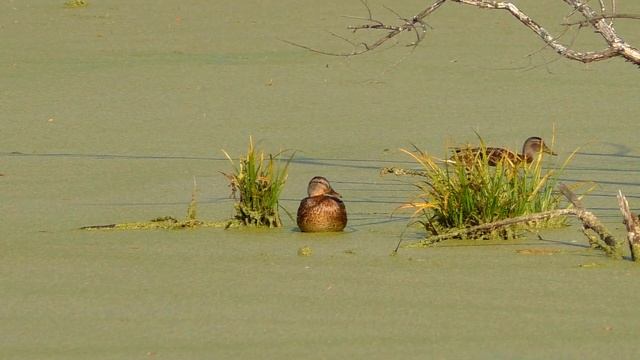 Кряква на болоте. смотреть онлайн