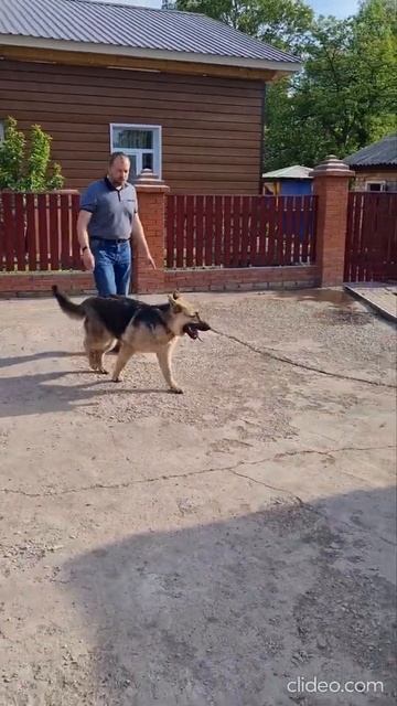 Обучение собаки возвращаться на место смотреть онлайн