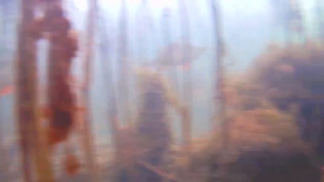 БЕЗУМНАЯ ТОЛПА НЕ ЗНАЕТ ГРАНИЦ! НАГЛОСТИ НЕТ ПРЕДЕЛА! У МЕНЯ ТОЖЕ! Рыбалка в ТОЛПЕ на КАРАСЯ! смотреть онлайн