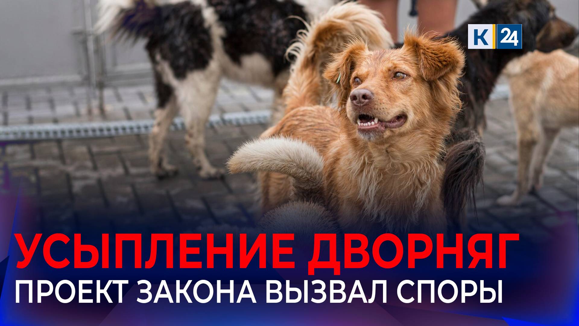 В регионах РФ начали обсуждать законопроект о защите людей от животных смотреть онлайн