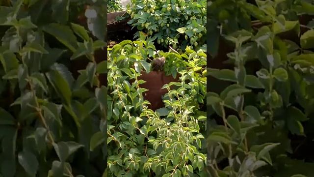 Молодой скворец? смотреть онлайн