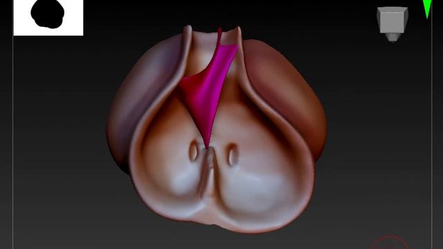 Virtual Embryonic Heart in Zbrush смотреть онлайн