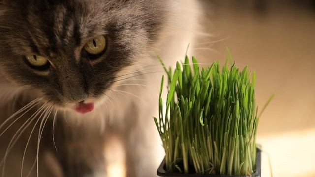 1110361_Licking_Slowmo_1280x720