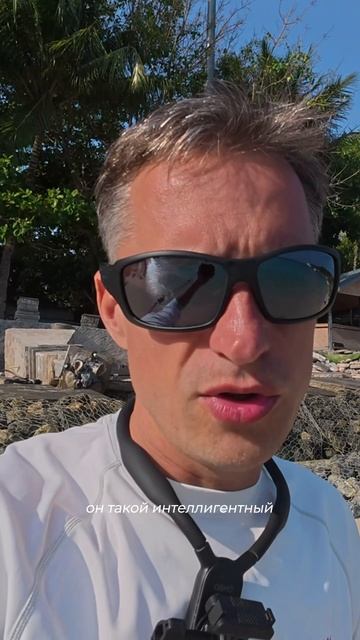 Как думаете, уживется тетрадон с моими пираньями или нет? смотреть онлайн