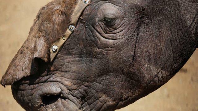 Black Rhinoceros in danger of extincition. смотреть онлайн