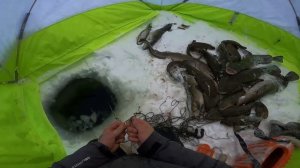 (50). Ловля налима на Енисее. Классная рыбалка. 20.01.2022