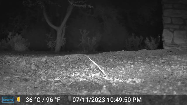 Sonoran Desert Toad (Part 2) - Mark Storto Nature Clips смотреть онлайн