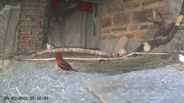 Red Munia/Red Avadat/Strawberry Finch/pipit benggala смотреть онлайн