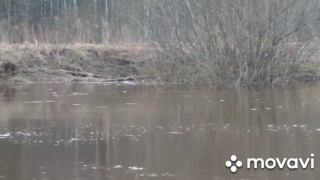 Весна 20г.(Бобр 1ч) смотреть онлайн