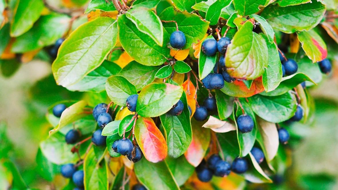 Кизильник блестящий