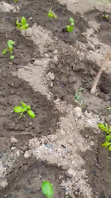 Рассада картофеля переехала на ПМЖ 🌱👍 #огород #картофель #дачные #сад #рассада #семена# смотреть онлайн