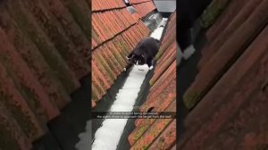 Смешные котики часть 3