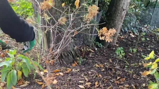Hydrangea fall maintenance! смотреть онлайн