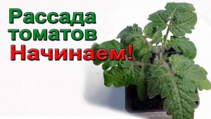 Рассада томатов. Начинаем