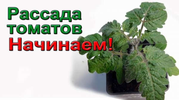 Рассада томатов. Начинаем