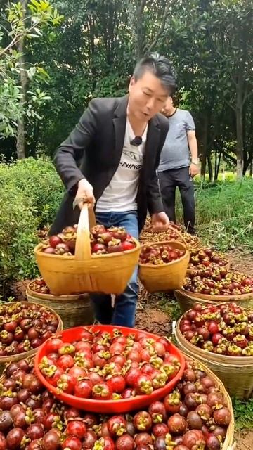 Beautiful Mangosteen Frut Harvest #satisfying #short смотреть онлайн