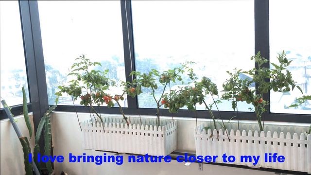 Gorgeous Growing tomatoes in the living room is easy - AU Garden Ideas 2022 смотреть онлайн