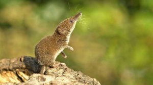 Землеройка: Самый маленький хищник на Планете Земля | Аудиокнига