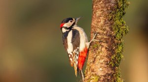 Дятел | Аудиокнига