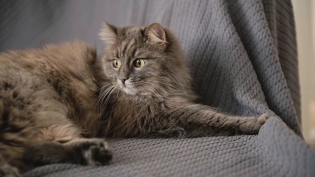 1110372_Curious_Lazy_1280x720