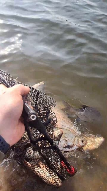 Суперское открытие весеннего сезона на фидер смотреть онлайн