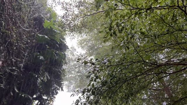 Walking in the rain around tropical village смотреть онлайн