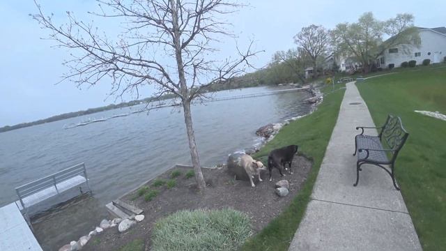 Утренняя прогулка на озеро с Мишкой и Гришкой смотреть онлайн