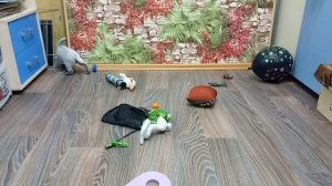 Проверка силы нервной системы у  щенка породы русский спаниель. Возраст 36 дней.