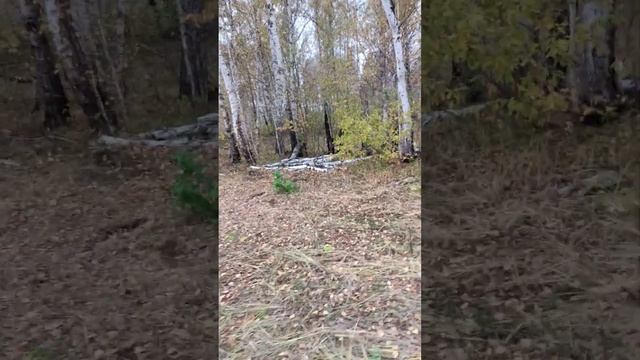Посадка чеснока Сорт любаша день "2" смотреть онлайн