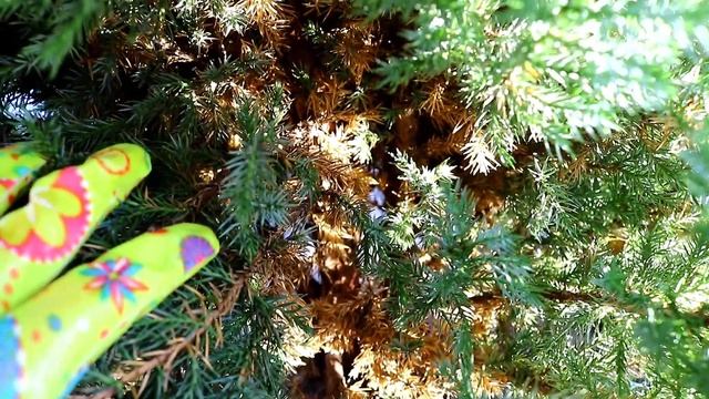 МОЖЖЕВЕЛЬНИК "СТРИКТА" В ФЕВРАЛЕ. 2.02.2024г. БЕЛАРУСЬ, ГОМЕЛЬСКАЯ ОБЛАСТЬ смотреть онлайн