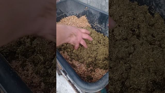 САМАЯ ПОЛЕЗНАЯ ТРАВА ДЛЯ КУР!!! 05.03.2025 год. смотреть онлайн