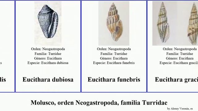 Molusco, orden Neogastropoda, familia Turridae eucithara lienardia pagoda bicolor mollusca lota смотреть онлайн