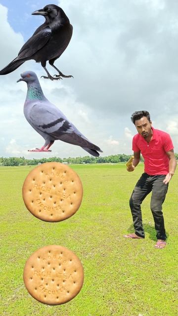 parrot pingen crow peacock 🦚 #shortsfeed_ #viralvideos #shortvideos #short #trending_ #tranding смотреть онлайн