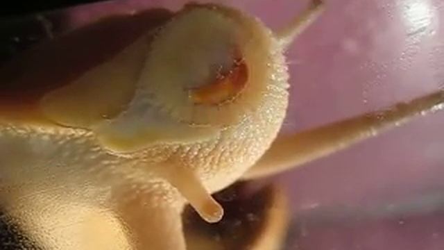 Archachatina marginata ovum Achatschnecke смотреть онлайн