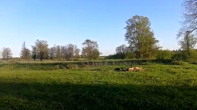 река сива смотреть онлайн