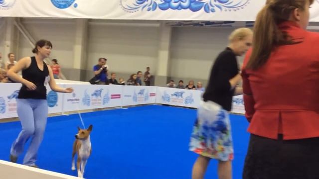 Word Dog Show 2016 ~basenji~ champion class (male) part 2 смотреть онлайн