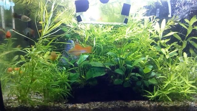 Happet aqua LED VOL.2 sprostowanie.. смотреть онлайн