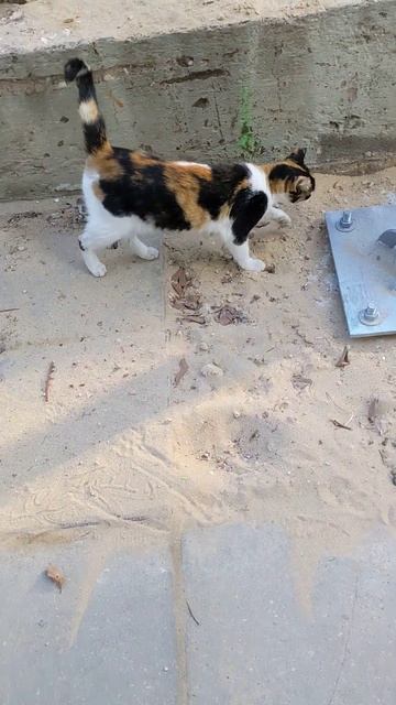 Кот кувыркается и прыгает 😹 Смешные коты 😻 Calico cat jump 😸 Funny cats 🐈 Cute animals Memes 🐅 Pets смотреть онлайн