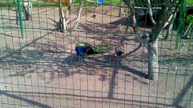 Павлины смотреть онлайн