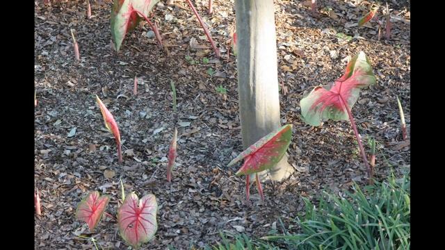 Caladium Growth 4-5-12 to 5-10-12.wmv смотреть онлайн